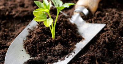 Ринкове дослідження можливостей використання органічних добрив в Україні